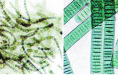 Cyanobacteria